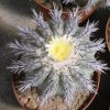 Copiapoa_calderana_4